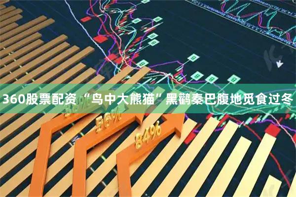 360股票配资 “鸟中大熊猫”黑鹳秦巴腹地觅食过冬